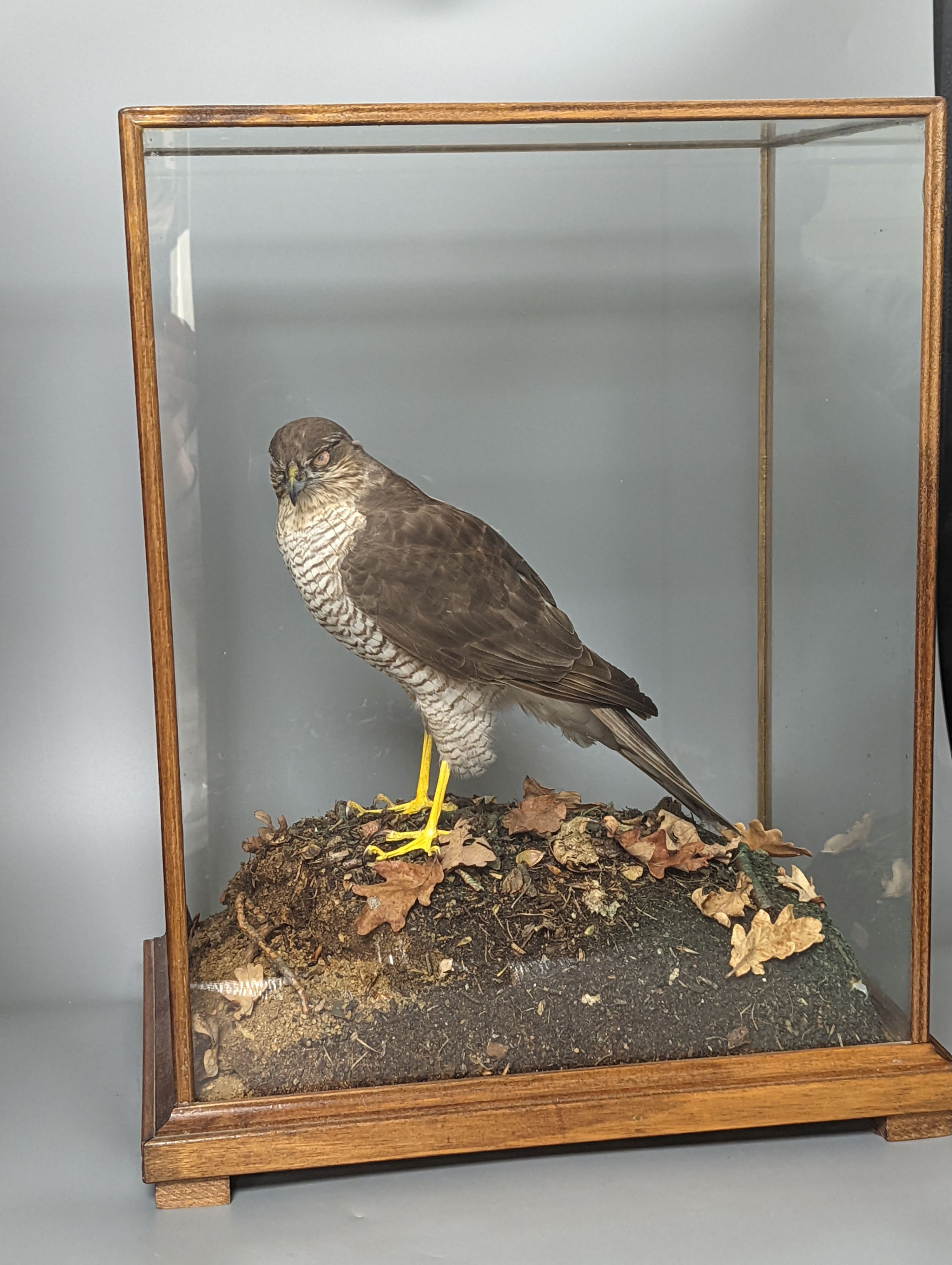 A cased taxidermic Eurasian sparrowhawk , case 50 x 37cm